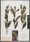 Foto von Salix appendiculata Vill.